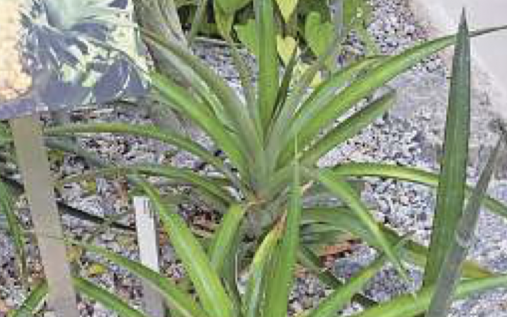 Die Sukkulenten-Sammlung zeigt Nutzpﬂanzen wie die Ananas.