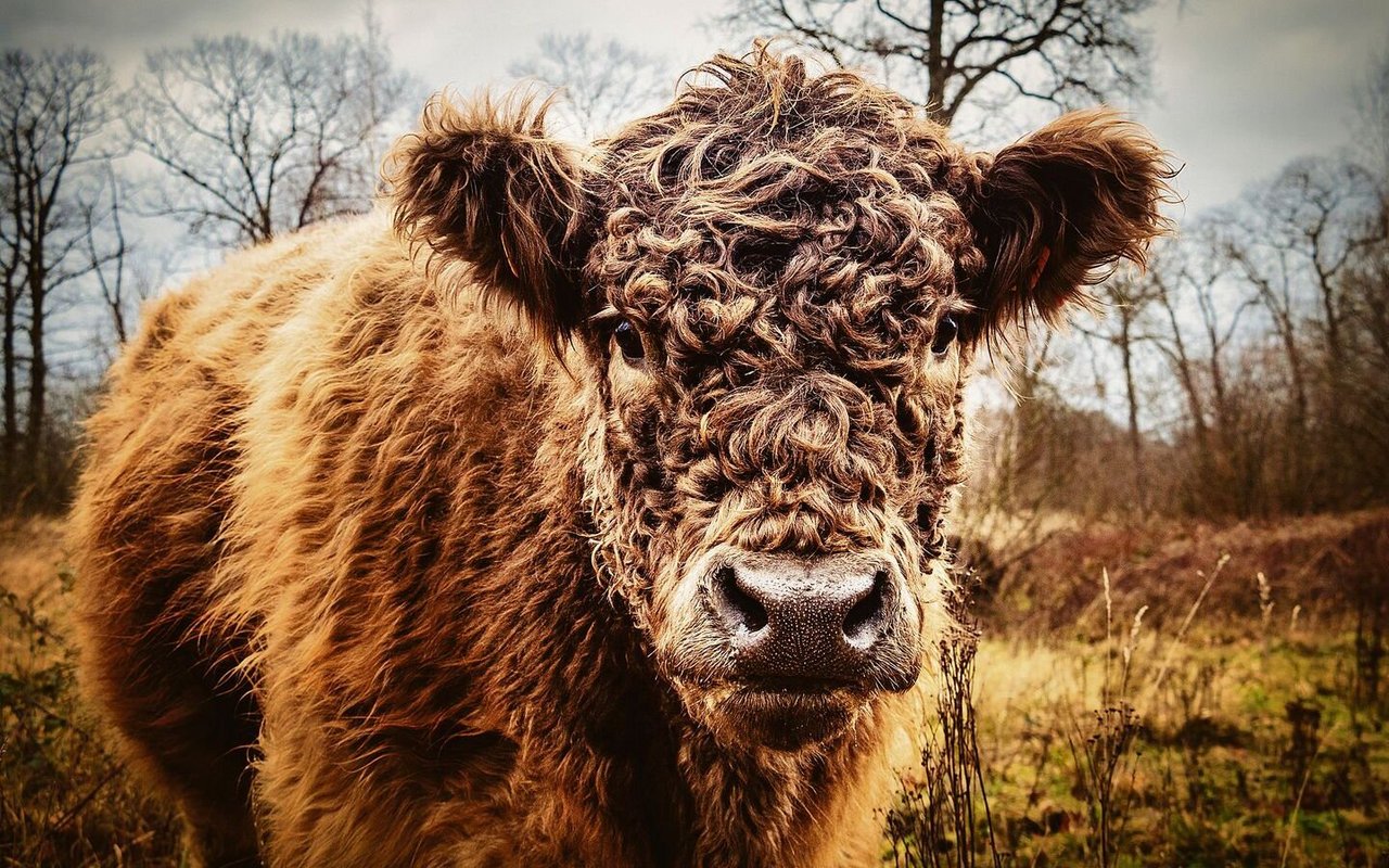 Galloways sind robust und geniessen es, ganzjährig draussen gehalten zu werden.