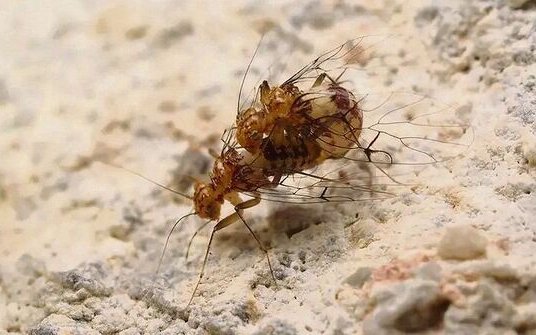 Umgekehrte Geschlechtermerkmale: Bei der Paarung der Staublaus ist das Männchen unten, das Weibchen oben.
