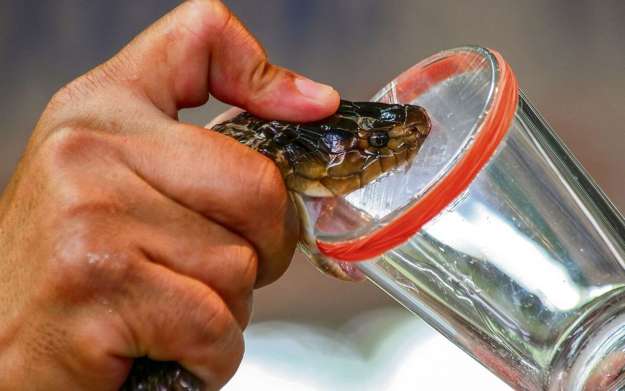 Das Gift von Schlangen lässt sich relativ einfach gewinnen. Anders sieht es bei kleineren Tieren aus. 