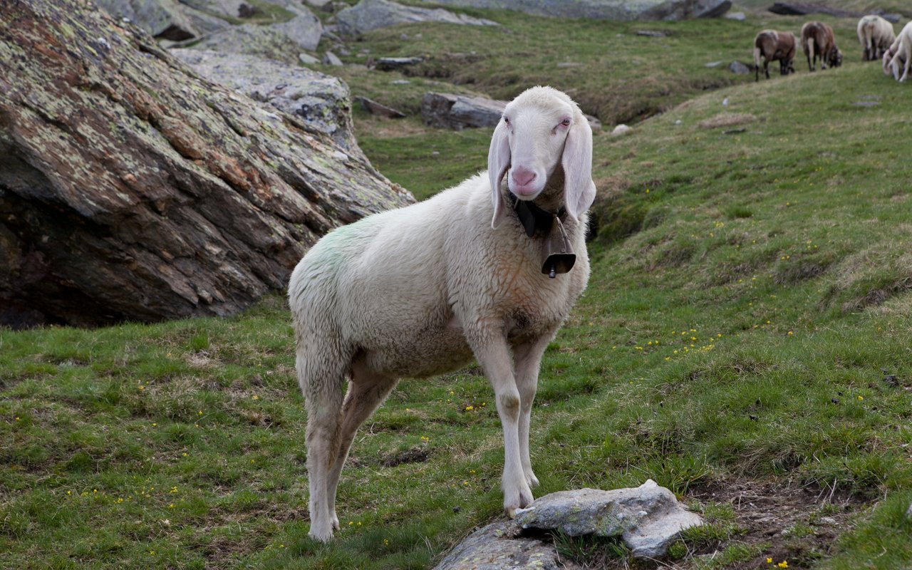 Saaser Mutten sind im Wallis zuhause. 