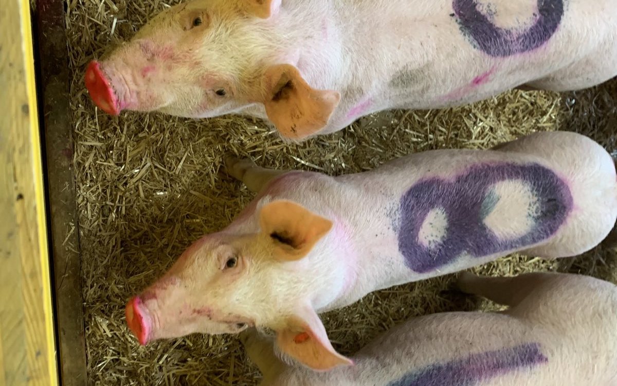 Mit den Tests sollte herausgefunden werden, ob ein Schwein eher positiv oder negativ gestimmt ist.