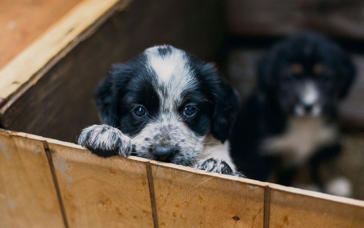 Wer Videos davon ins Netz stellt, wie er niedliche Tiere in Not rettet, bekommt dafür viel Aufmerksamkeit. Doch nicht immer ist diese gerechtfertigt.