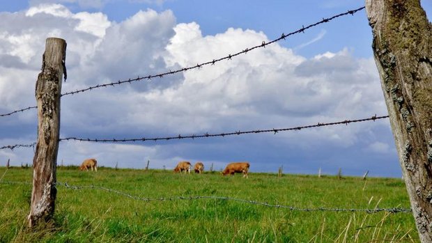 Kühe auf Weide hinter Stacheldraht