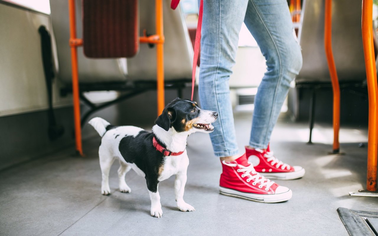 Manche Hunde reagieren gestresst auf den Lärm und Trubel im Bus.