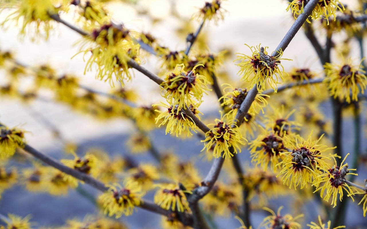 Zaubernuss (Hamamelis)