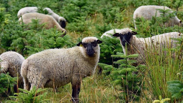 Shropshire-Schafe fressen das Gras und den Unterwuchs der Plantage, knabbern die jungen Tännchen aber nicht an.