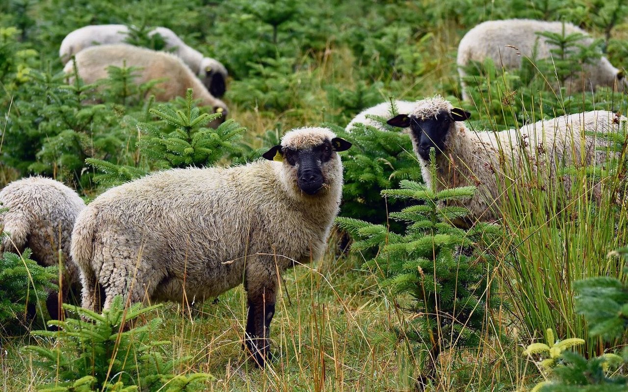 Shropshire-Schafe fressen das Gras und den Unterwuchs der Plantage, knabbern die jungen Tännchen aber nicht an.