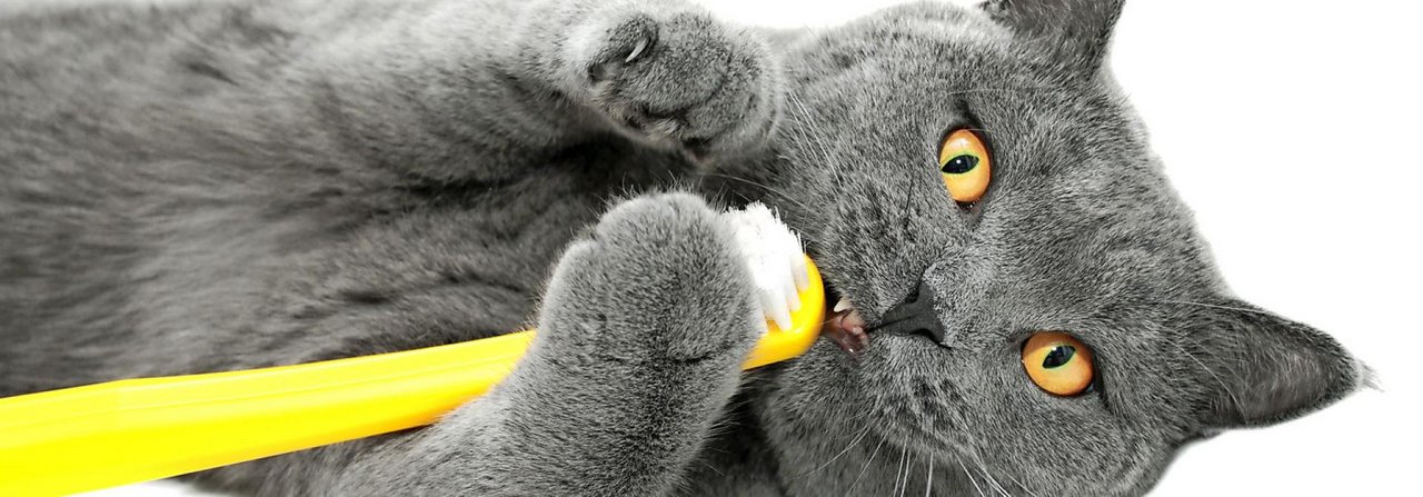 Lieber spielen als putzen: Viele Katzen sind bei der Zahnpflege nicht gerade kooperativ.