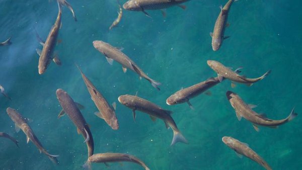 50+ Fische In Den Teich Rinsetztn Zeit, Am beispiel von koi zeigen