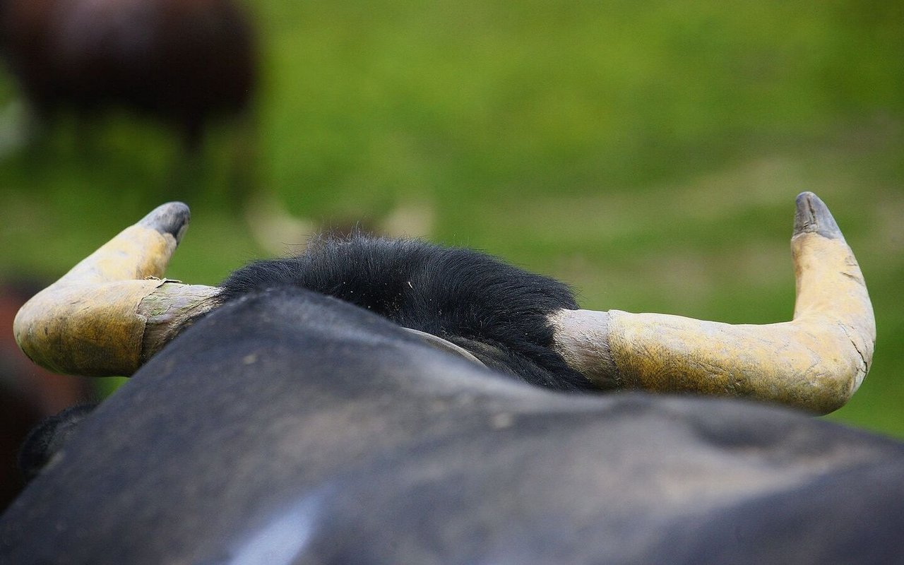 Meist stehen nicht die Kampfszenen als solches im Fokus, sondern Nahaufnahmen vom Kopfbereich. So will die Fotografin die Betrachter in die Gedankenwelt der empfindsamen Tiere entführen.