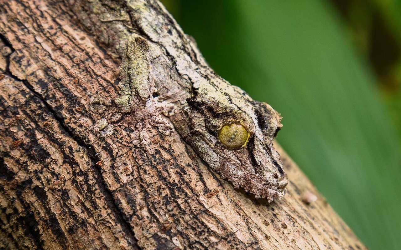 Der Gecko auf dem Baumstamm ist eben so gut getarnt wie das Zwergseepferdchen in den Korallen oder der Moosfrosch im Tümpel.