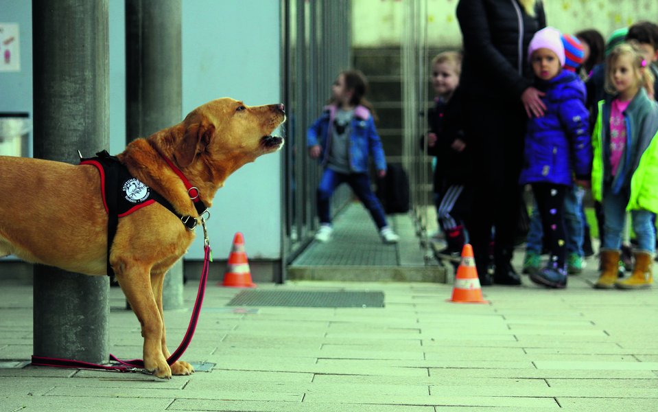 Ist der Hund angeleint und bellt er, sollen die Kinder vorsichtig seinund einen grossen Bogen um ihn machen.