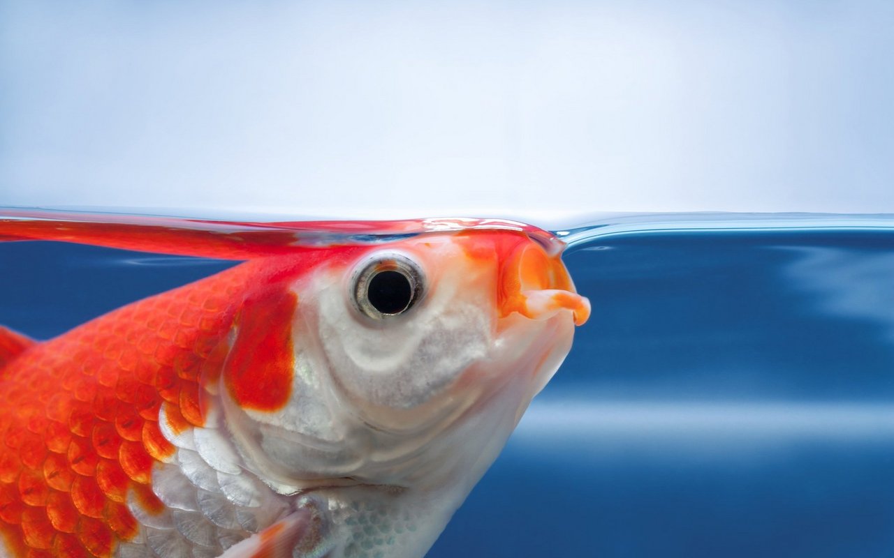 Sauerstoffarme Gewässer sind für Fische gefährlich. 
