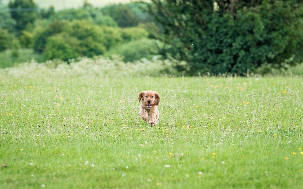 Läuft einem ein Hund zu, sollte man diesen in eine Tierarztpraxis bringen oder der Polizei übergeben. 