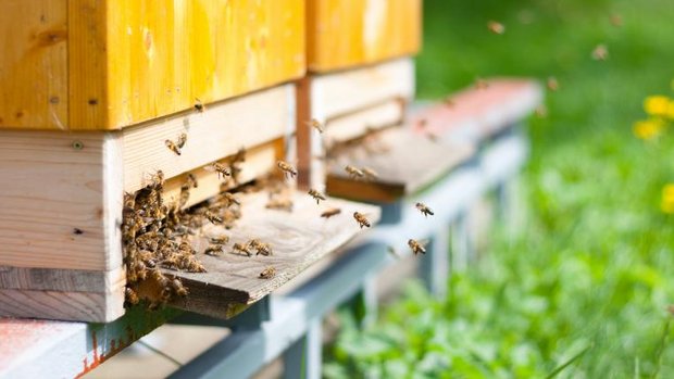 Bienen fliegen in Bienenhaus