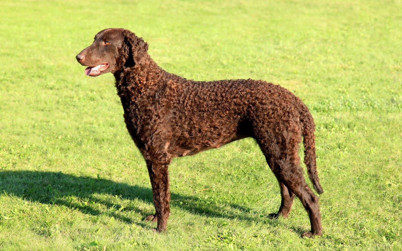 Das leberbraune oder schwarze Lockenfell schützt den Curly bei der Arbeit im Wasser und in dichtem Gelände.