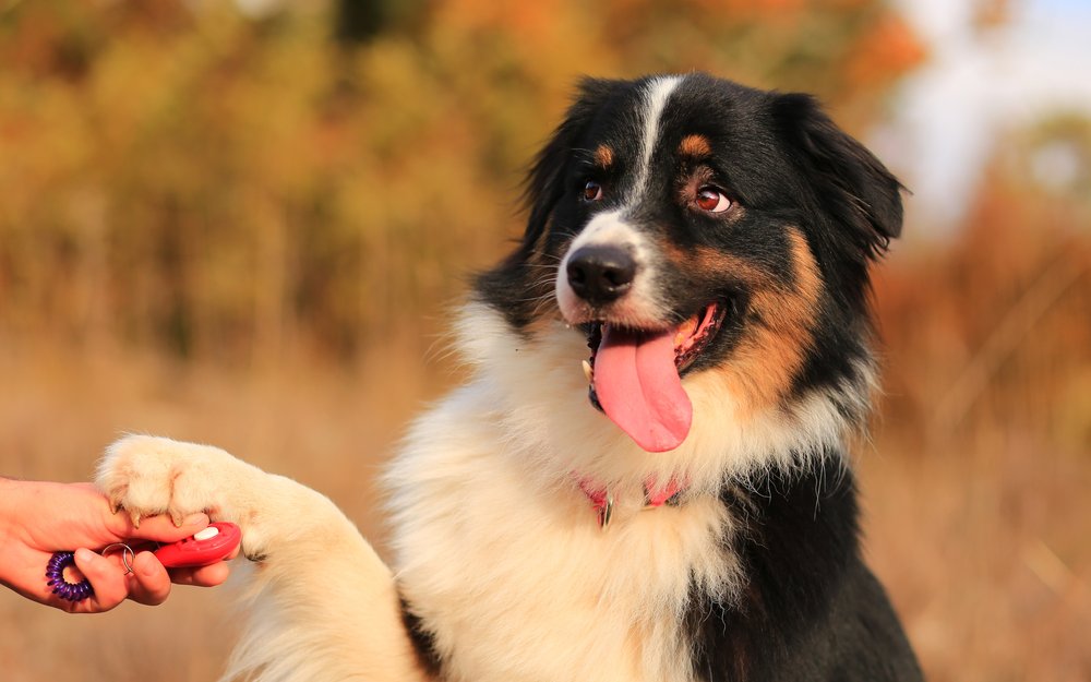 Der Hund gilt nicht in allen Weltregionen als treuer Begleiter. 