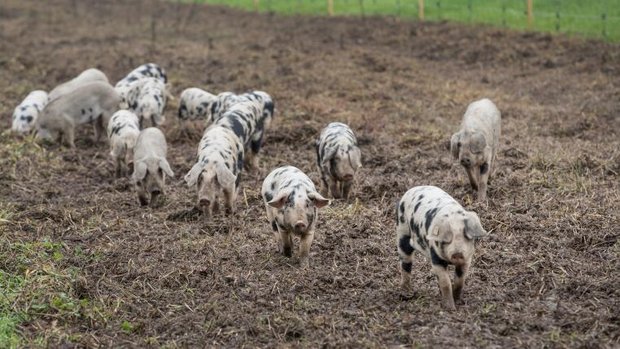 Tupolje-Schweine im Anmarsch