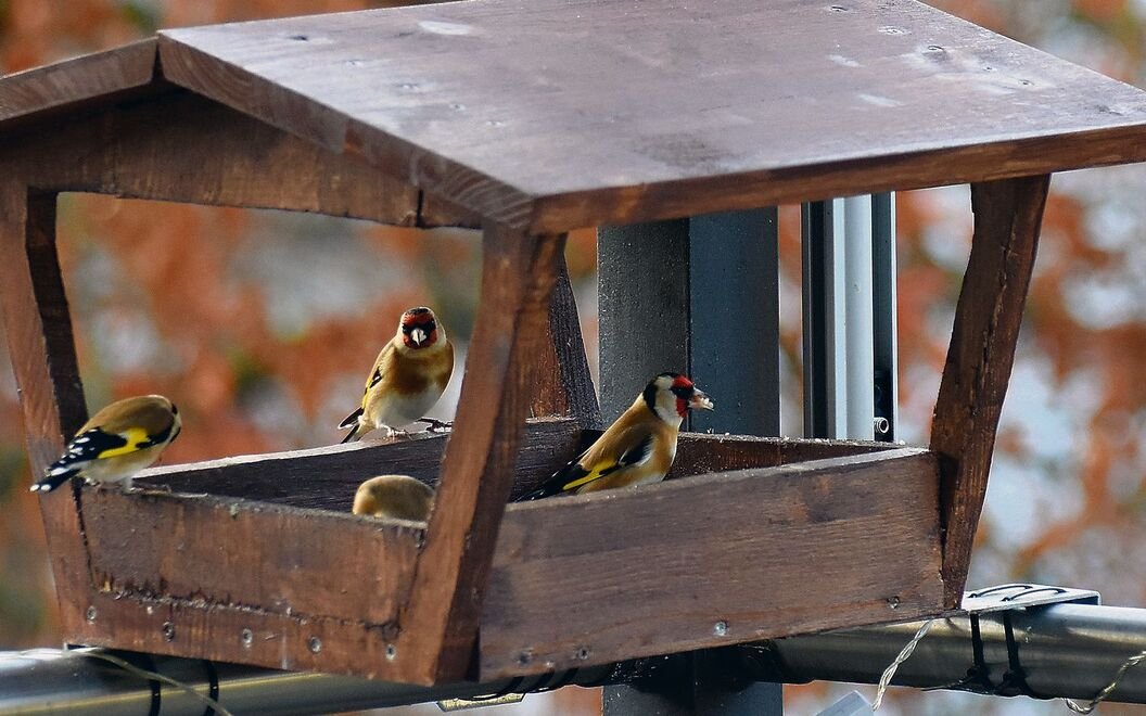 Das «Vogel-TV» wurde in einer Box unter dem Vogelhaus installiert.