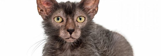 lykoi-katze-werwolf.jpg