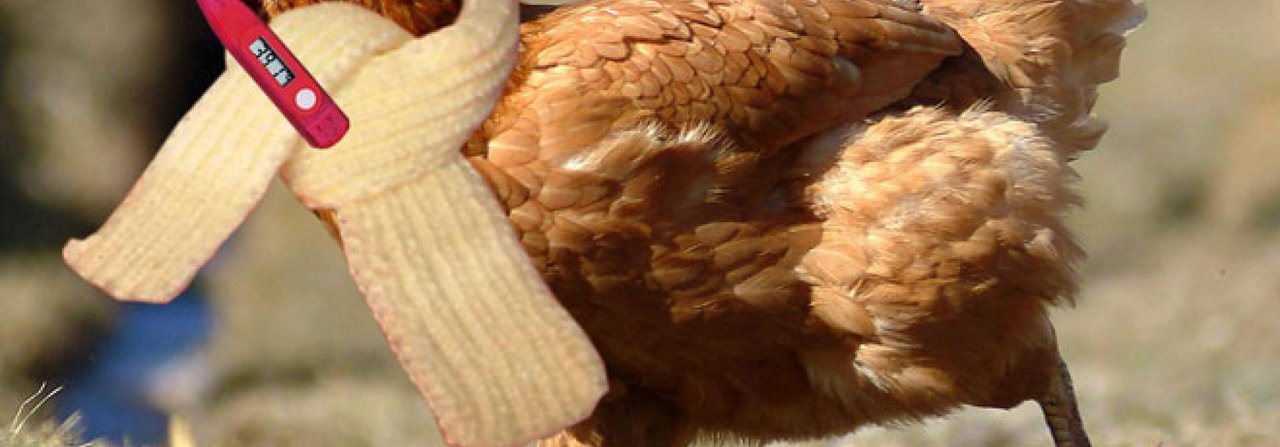 Krankheiten sind für Hühner oft ein Todesurteil – deshalb gilt es vorzubeugen.