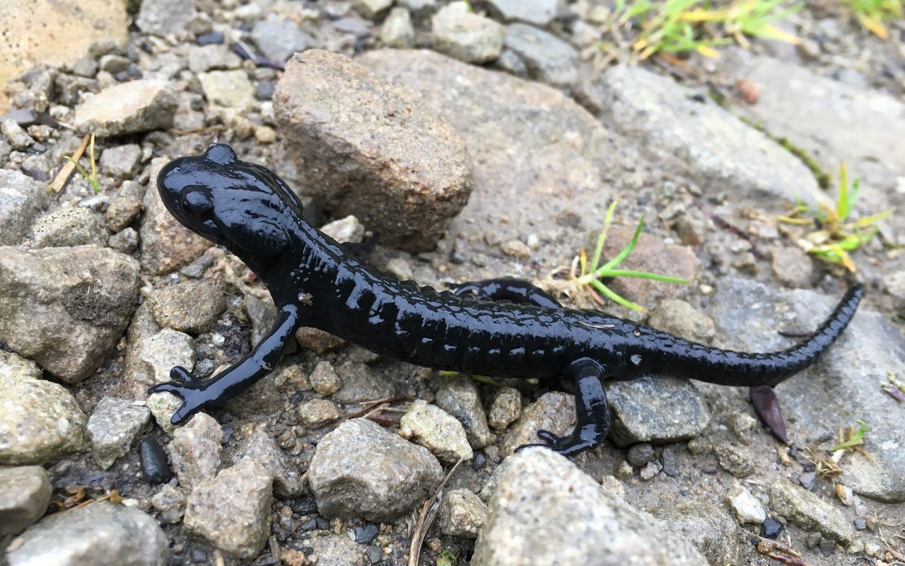 Auch Alpensalamander nutzen die Via Alpina.