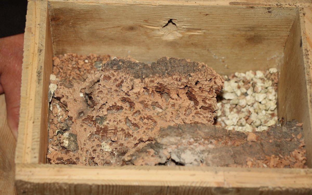 Orangeköpfchen nagen einen Gang und eine Nistkammer durch den Kork. Normalerweise nisten sie nämlich in Termitenbauten. 