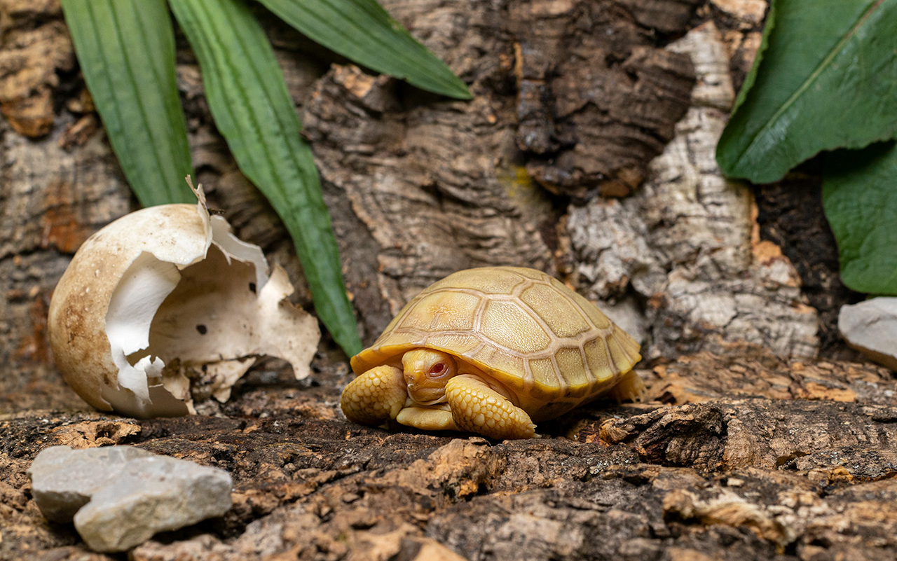 Diese Albino-Schildkröte ist weltweit einzigartig. 