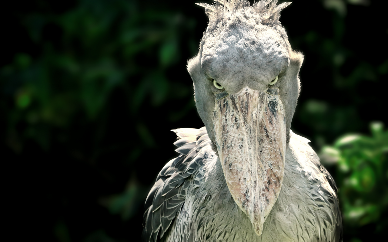 Als würde er einem in die Seele schauen – der Blick des seltenen Vogels folgt stundenlang den Fischen im Wasser, bis er im richtigen Moment zupackt.