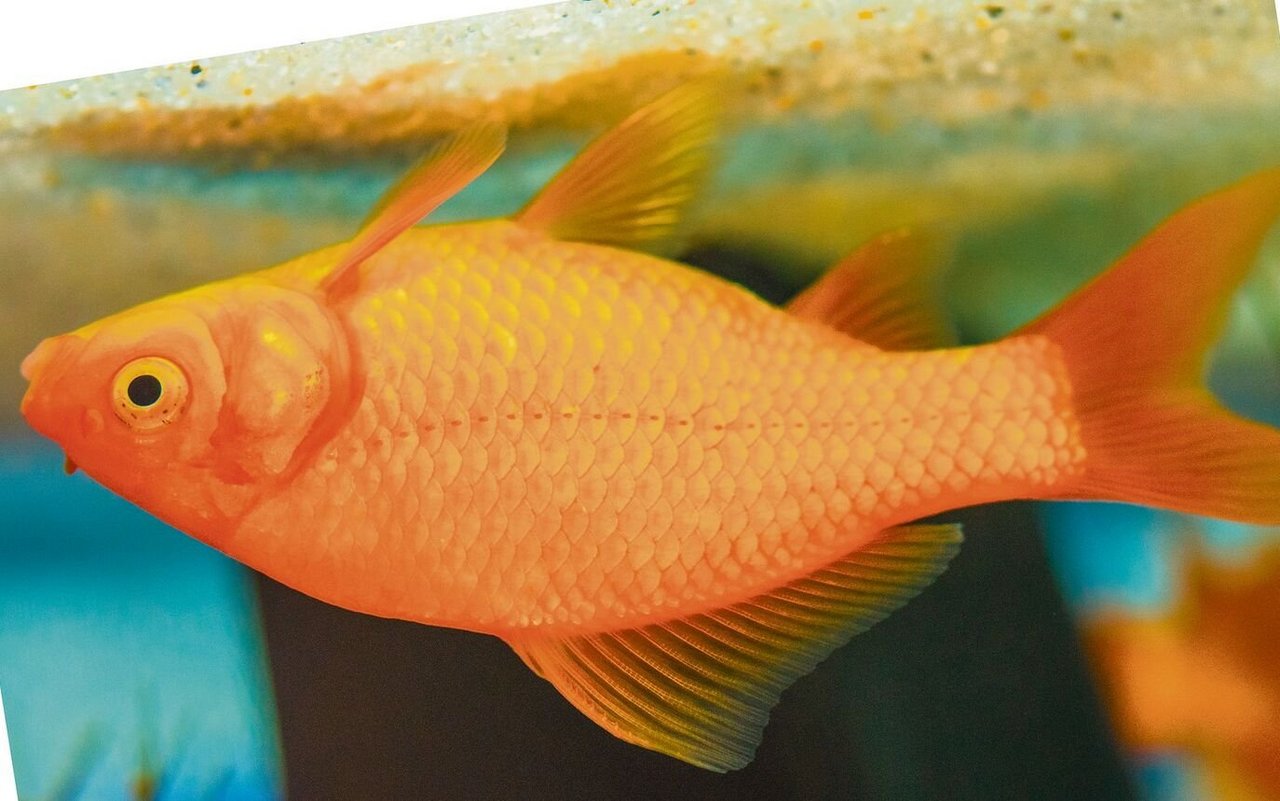 Der Goldfisch ist ein robuster und geselliger Teichfisch mit jahrtausendelanger Zuchtgeschichte.
