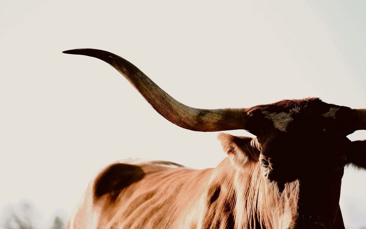 Markant sind die Hörner der Texas Longhorn. Die Spanne kann über zwei–einhalb Meter betragen. 