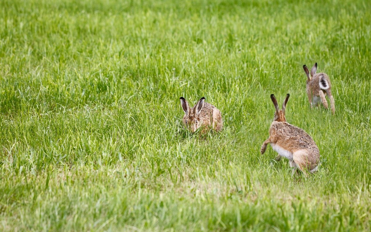 Im Vorfrühling jagen sich Feldhasen, die Männchen stellen dabei ihre Ausdauer unter Beweis. Die Partnerwahl ist Sache der Häsinnen. 