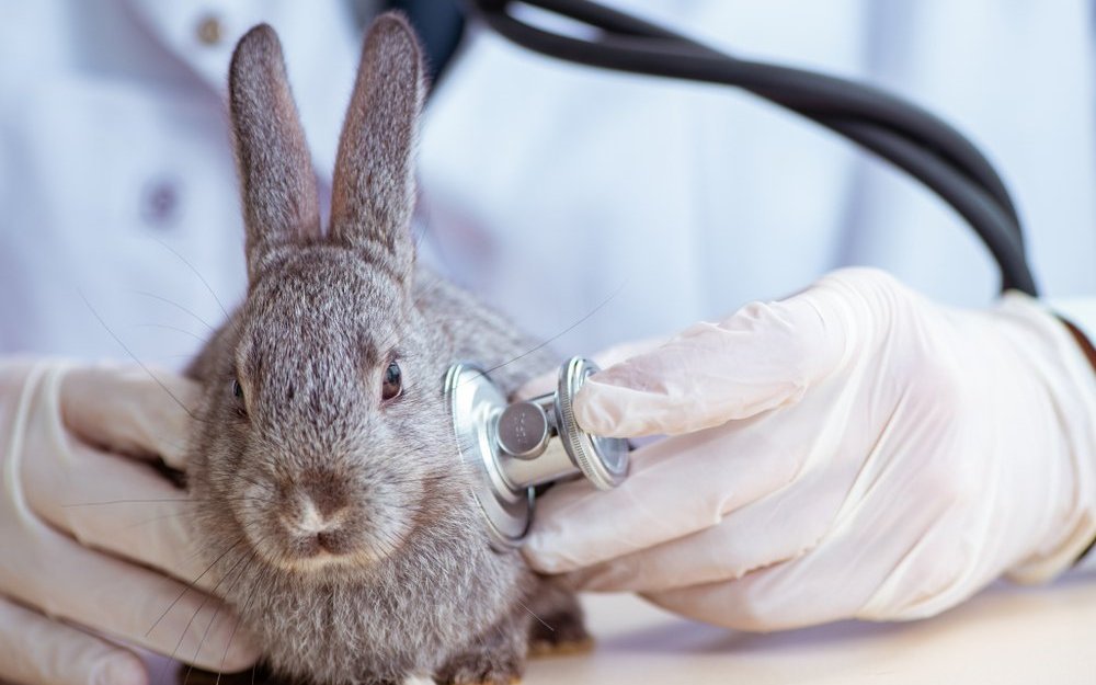 Eine Tympanie ist immer ein Notfall, der von einer Tierärztin oder einem Tierarzt behandelt werden muss.