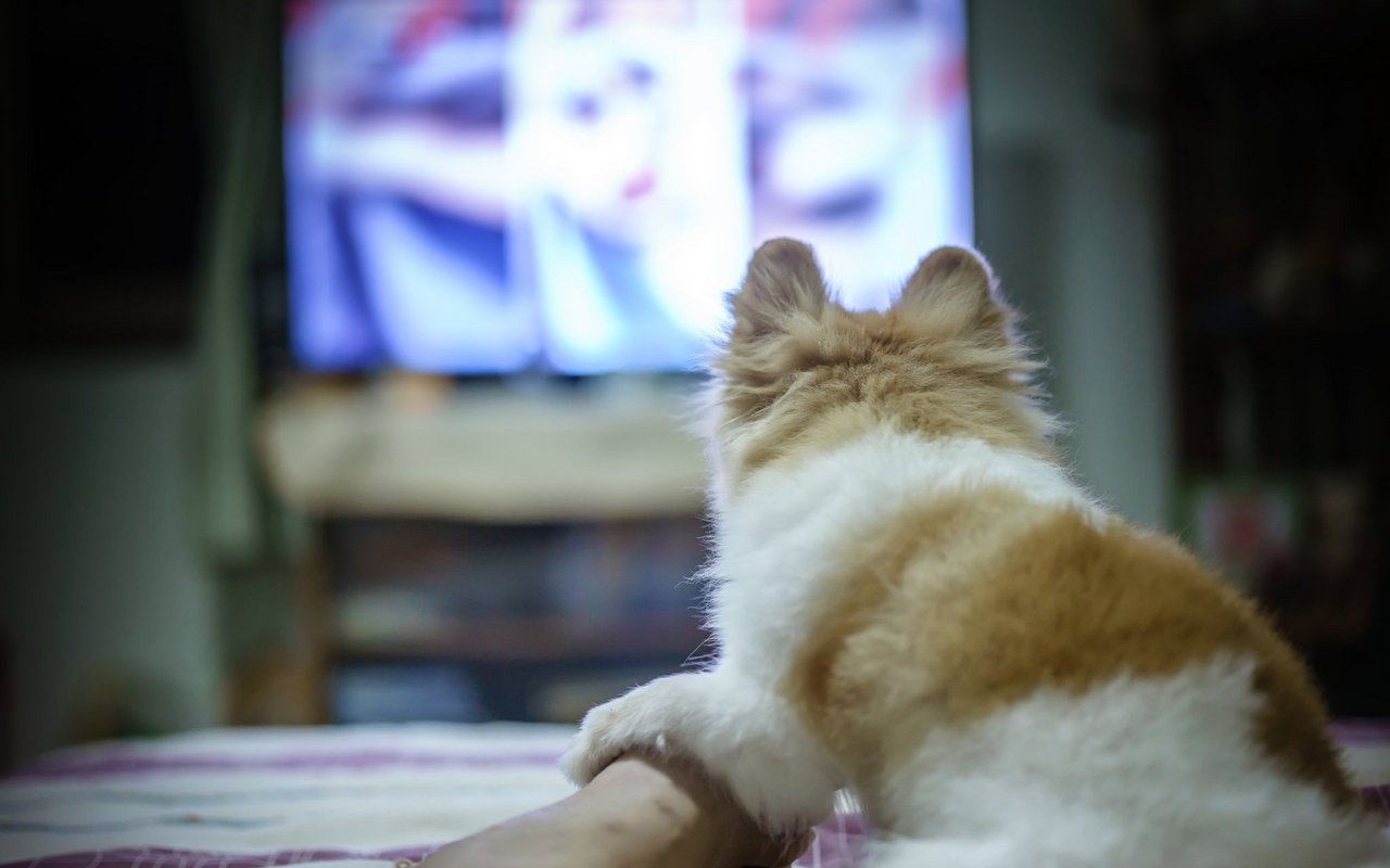 Aufmerksam verfolgen gewisse Hunde das Geschehen am TV. 