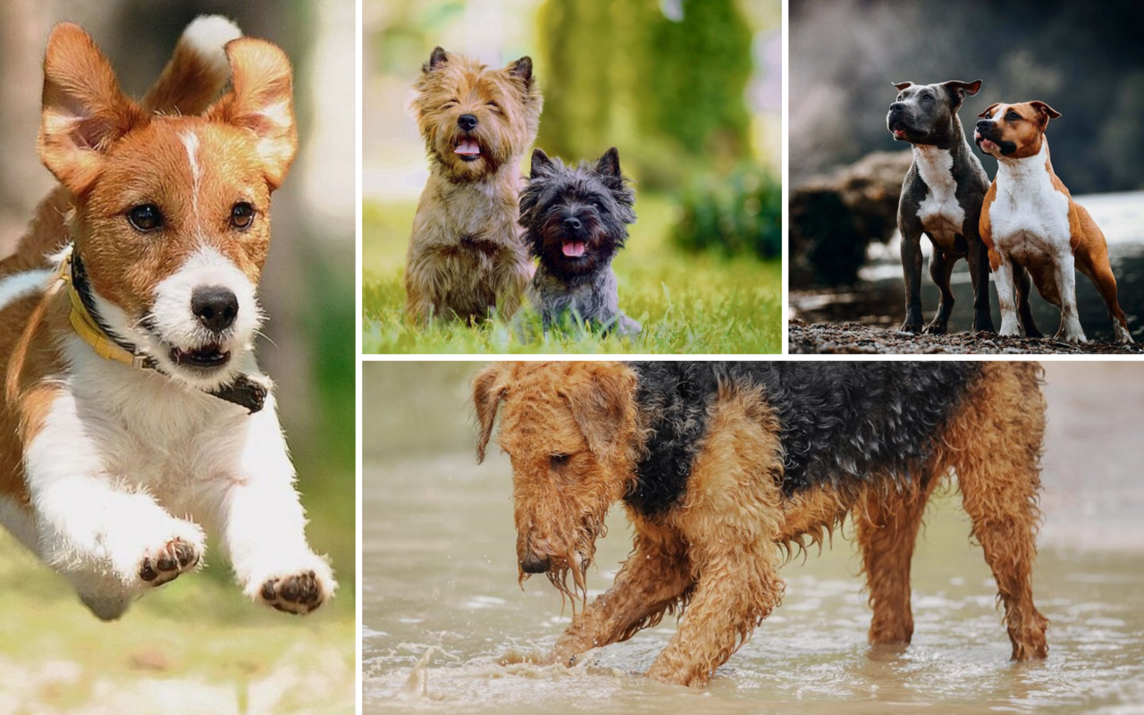 Trotz ihrem unterschiedlichen Aussehen gehören Jack Russell, Cairn, American Staffordshire und Airedale Airedale alle drei zur FCI-Gruppe 3 der Terrier.