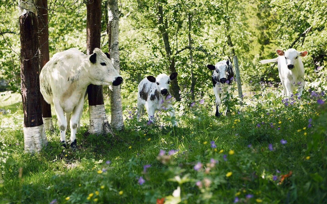 Die hornlosen Side Tronderfe aus Norwegen haben ein sehr ruhiges Gemüt und eine beeindruckende Kältetoleranz.