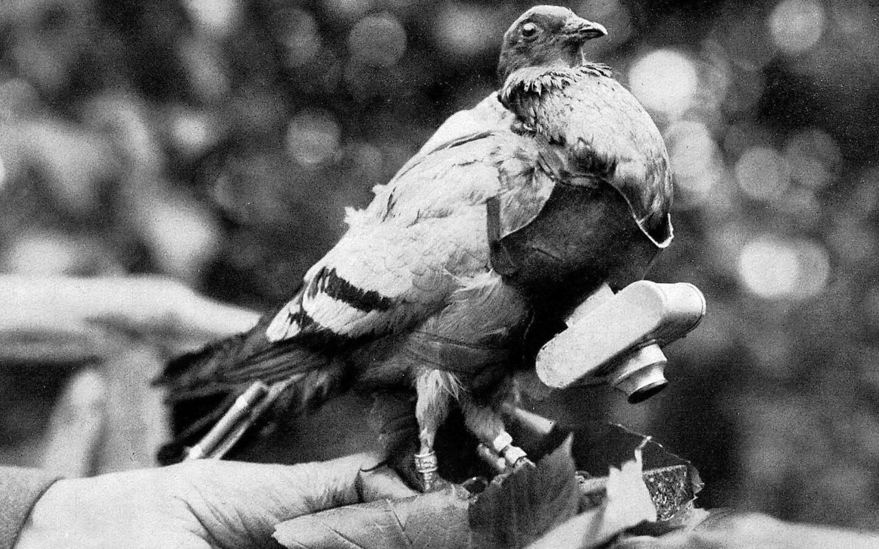 Brieftauben wurden im Ersten Weltkrieg mit Kameras zur Luftaufklärung ausgestattet.