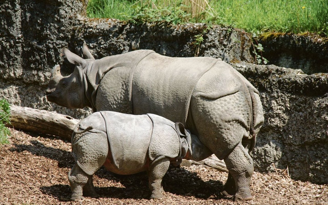 Weicher Boden bei den Panzernashörnern im Zoo Basel. 
