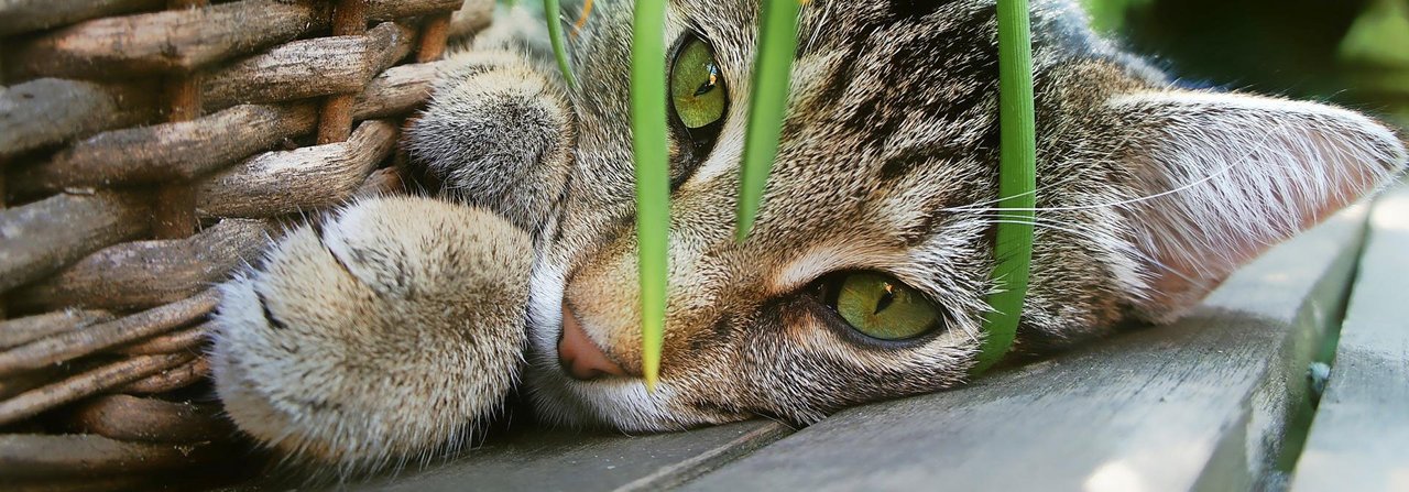 Heimtiere knabbern gern an frischem Grün – damit sie keine Vergiftungen erleiden, sind ungiftige Pflanzen im Haushalt ein Muss.