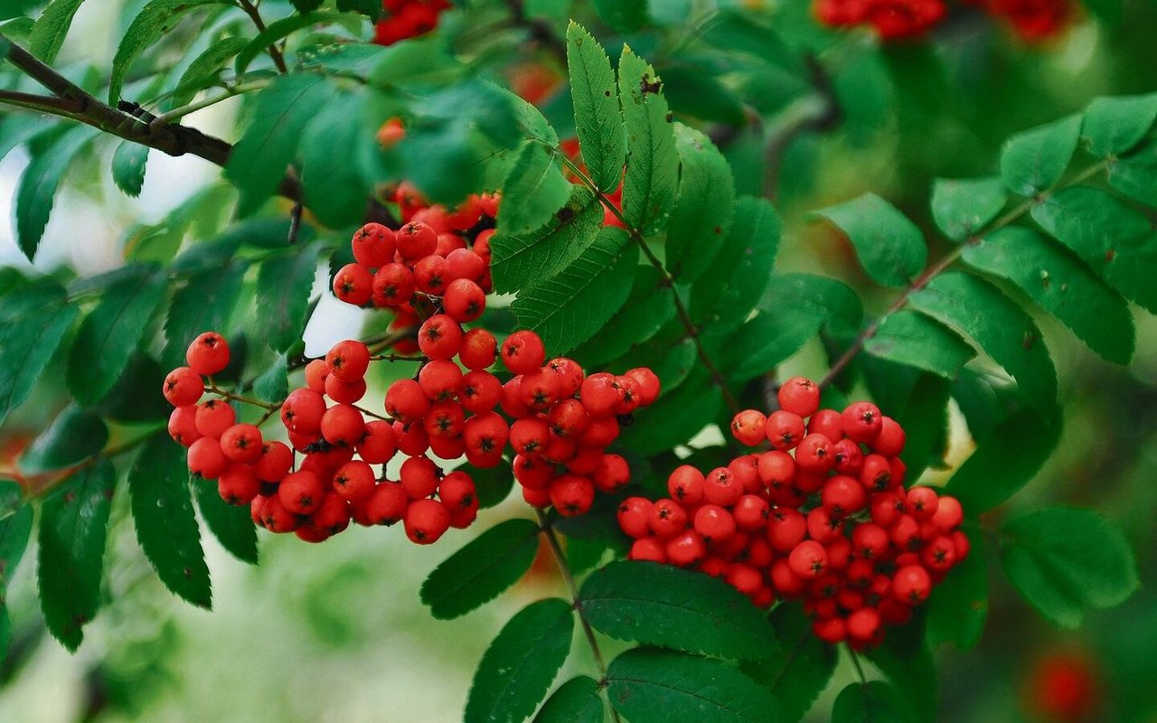 Vogelbeerbaum