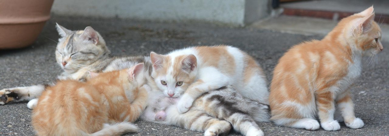 Nach ein paar Wochen sind aus den kleinen Fellknäueln stolze Jungkatzen geworden.