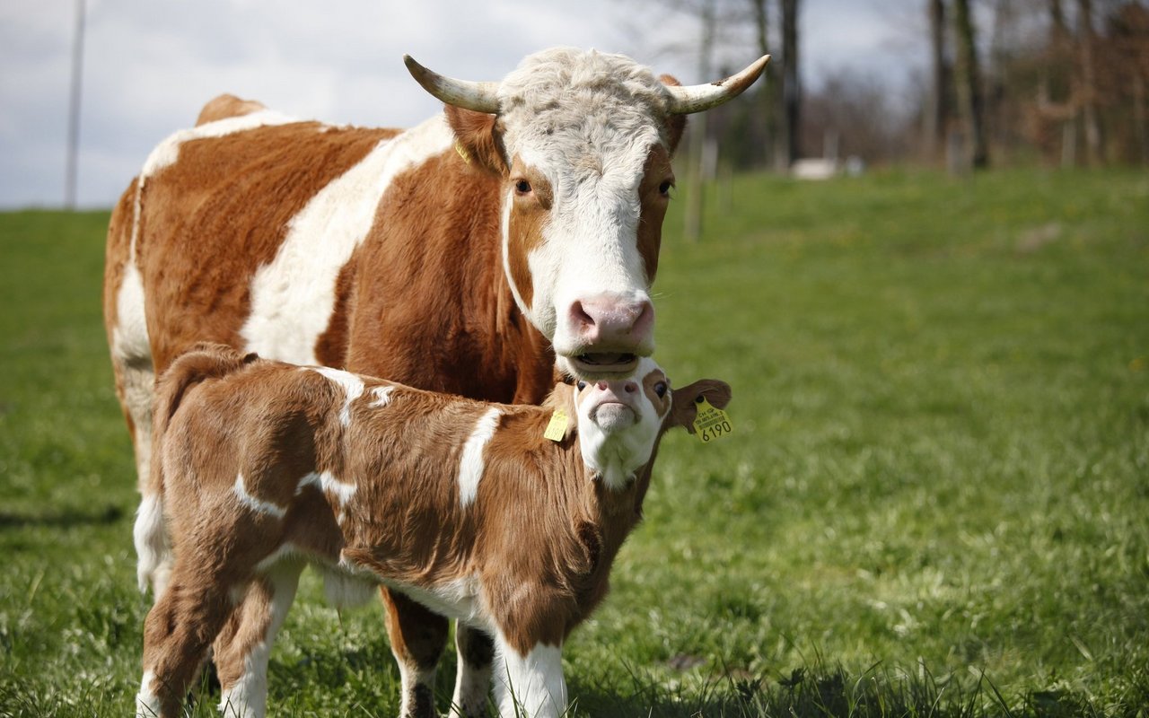 Die Muttertiere kümmern sich fürsorglich um ihre Kälber. 