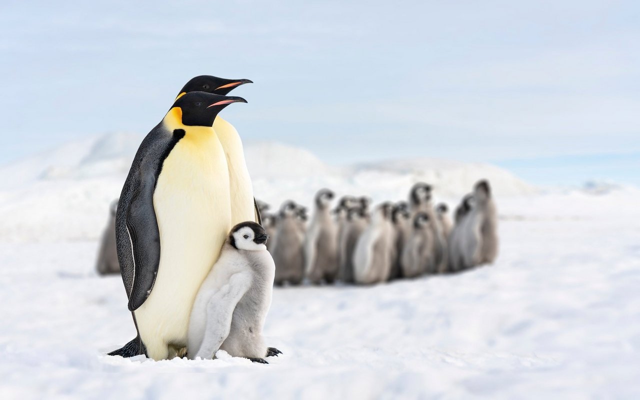 Der Kaiserpinguin ist ein echter Antarktisbewohner und der am südlichsten vorkommende Pinguin. 