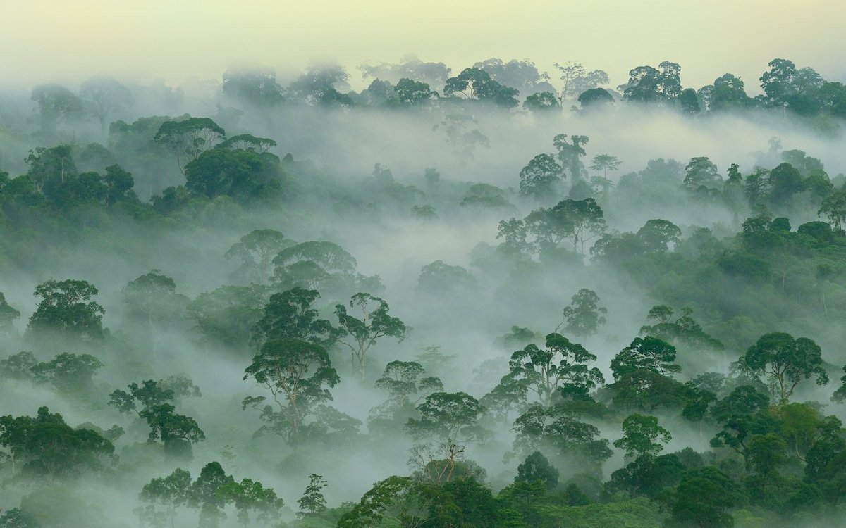 Die Kronenschicht des intakten Regenwaldes, Lebensraum für die Penan in Borneo. 