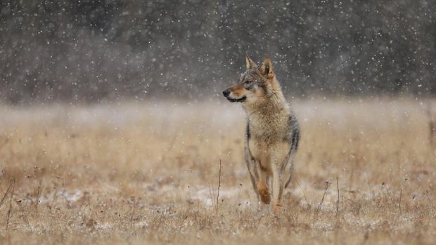 Wolf im Schneegestöber