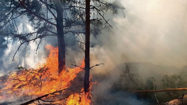 Waldbrand