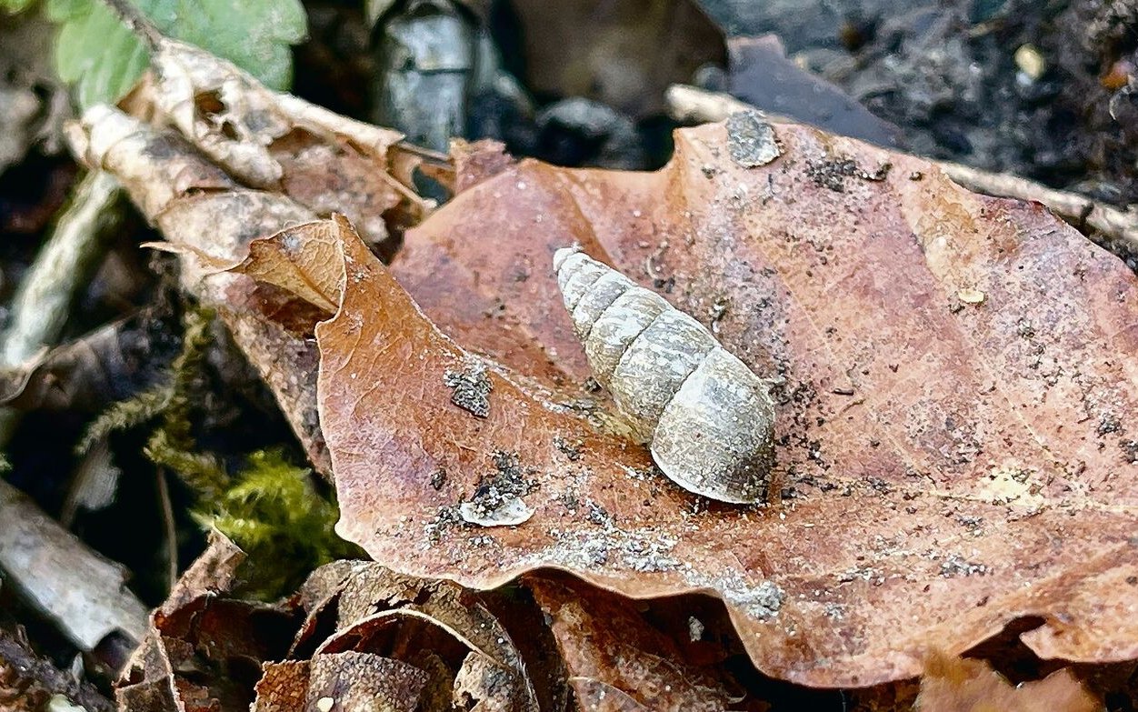 Eine Bergvielfrassschnecke