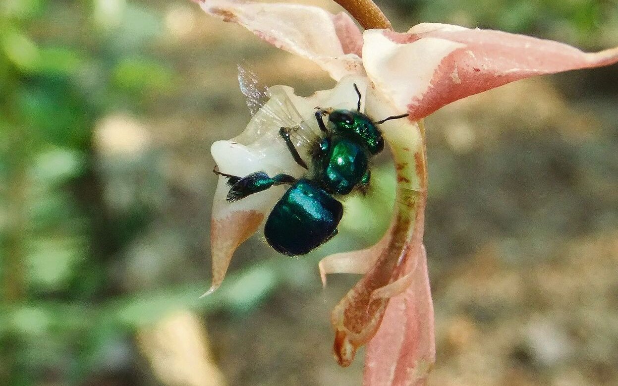 Prachtbienen: Männchen fliegen durch die Gegend und sammeln Duftstoffe. 