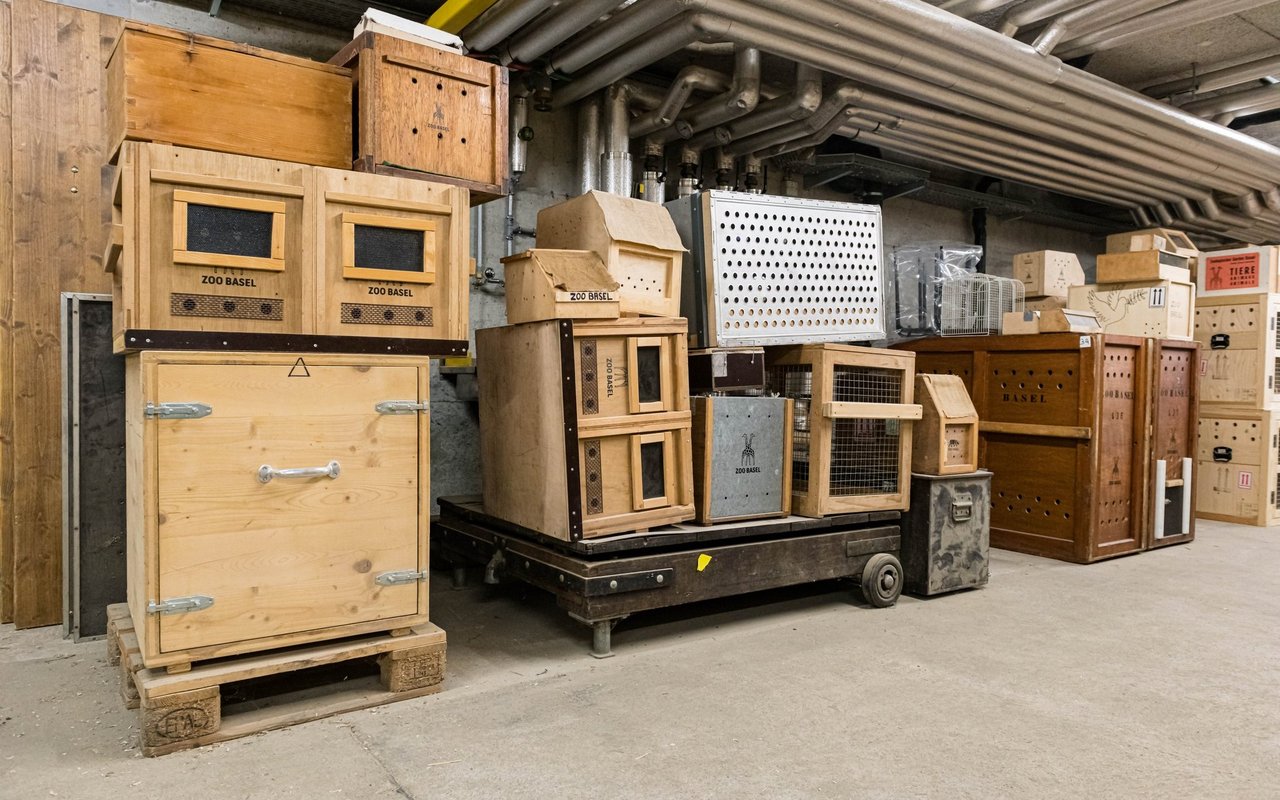 Im Kistenlager des Zolli hat es alle Arten von Transportboxen. 